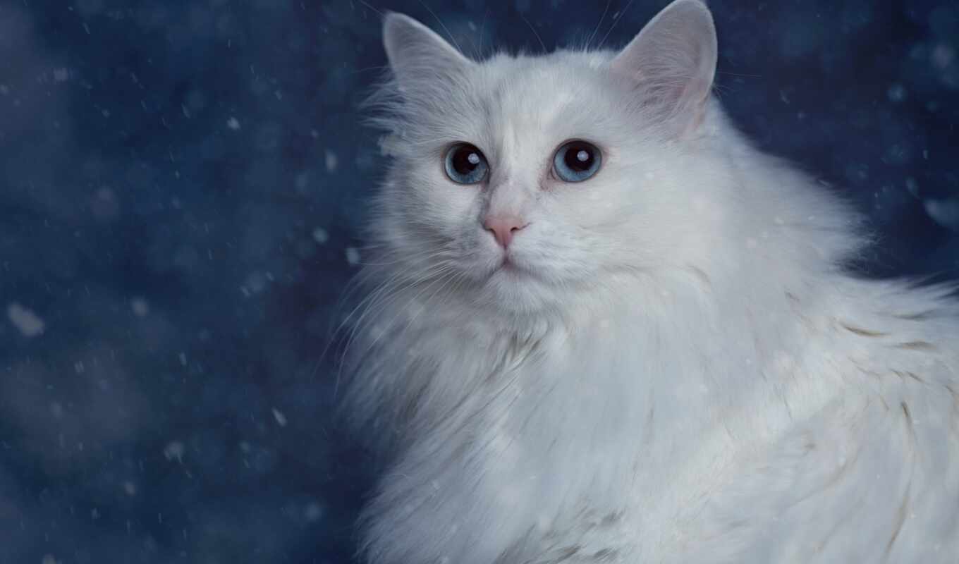 blue, white, глаз, кот, пушистый
