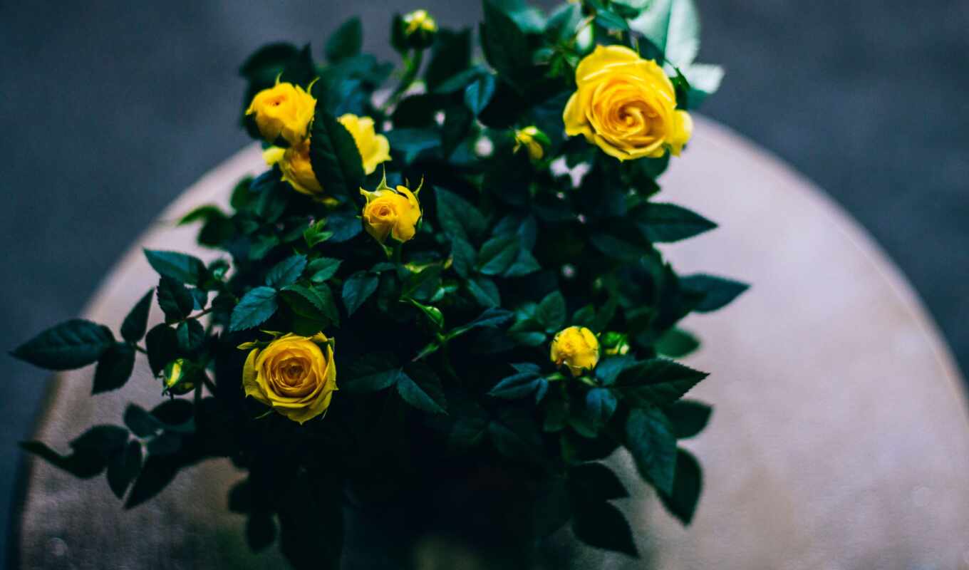 flowers, birth, title, bouquet