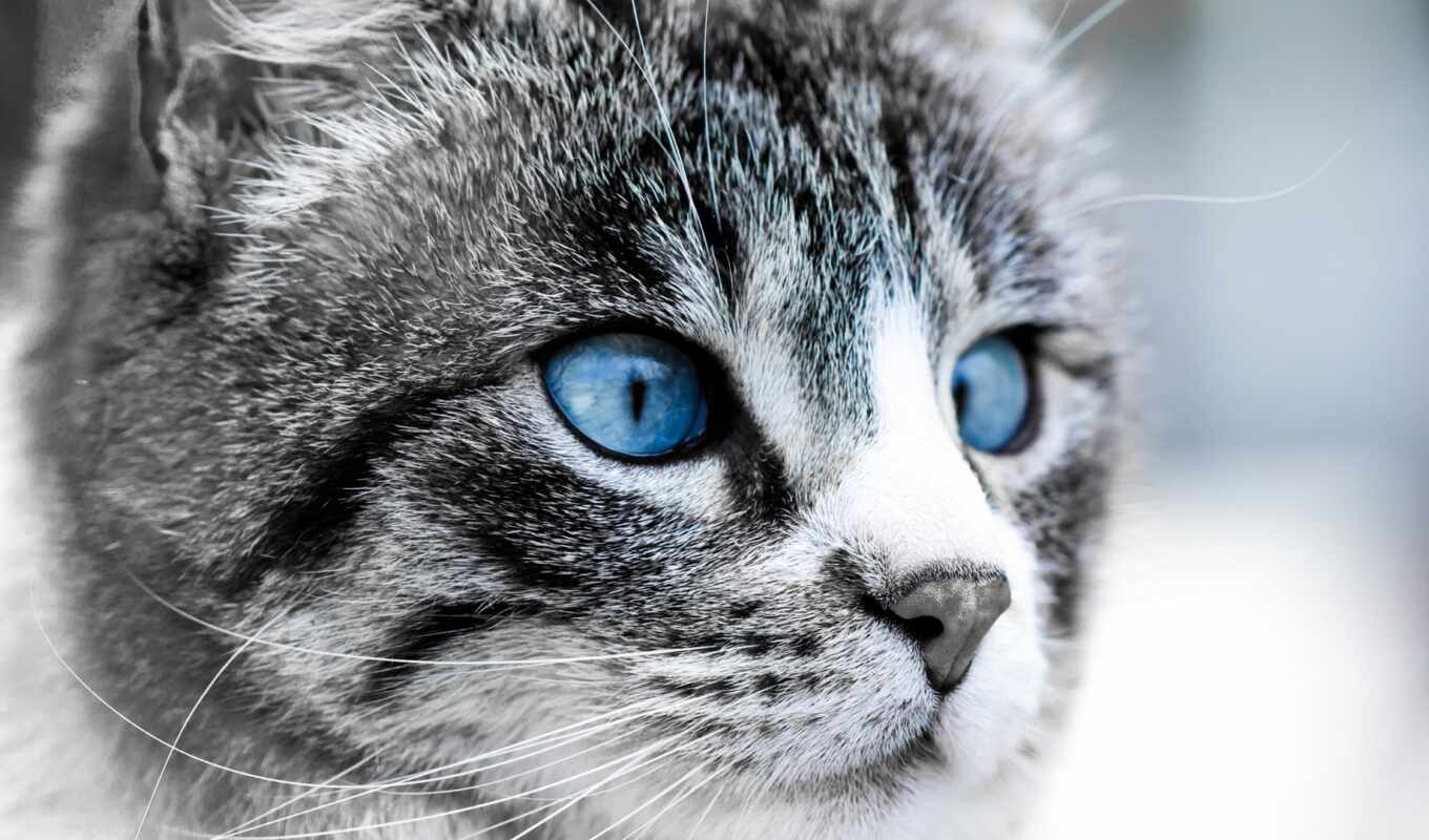 blue, eye, cat, animal