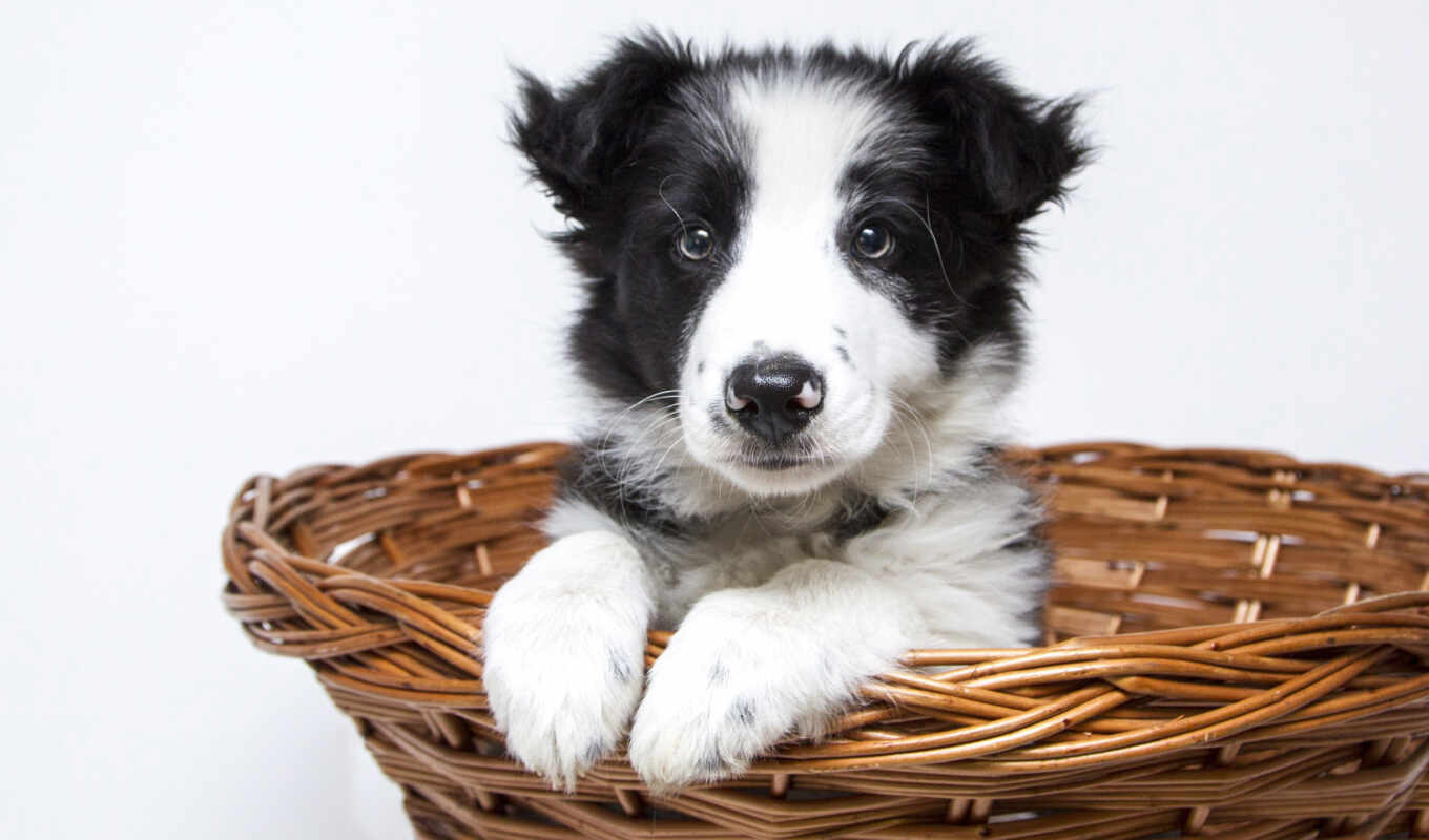 black, white, cute, собака, щенок, animal, корзина, small, border, pet, колли