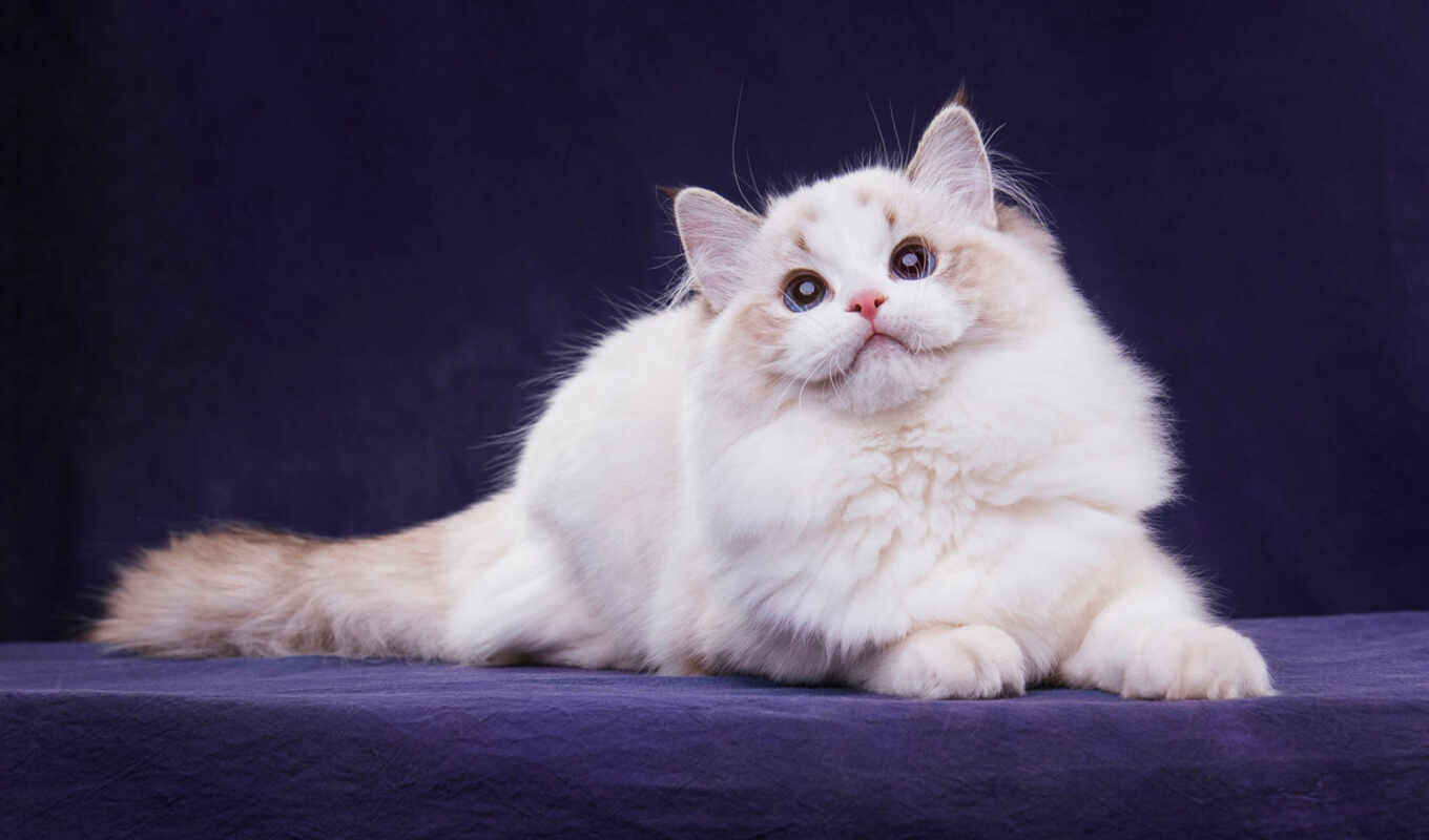 mobile, blue, white, кот, поза, смотреть, kitty, лапа