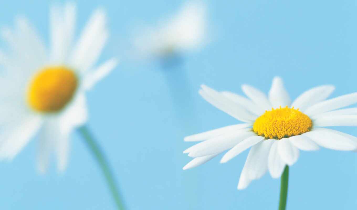 цветы, white, daisy