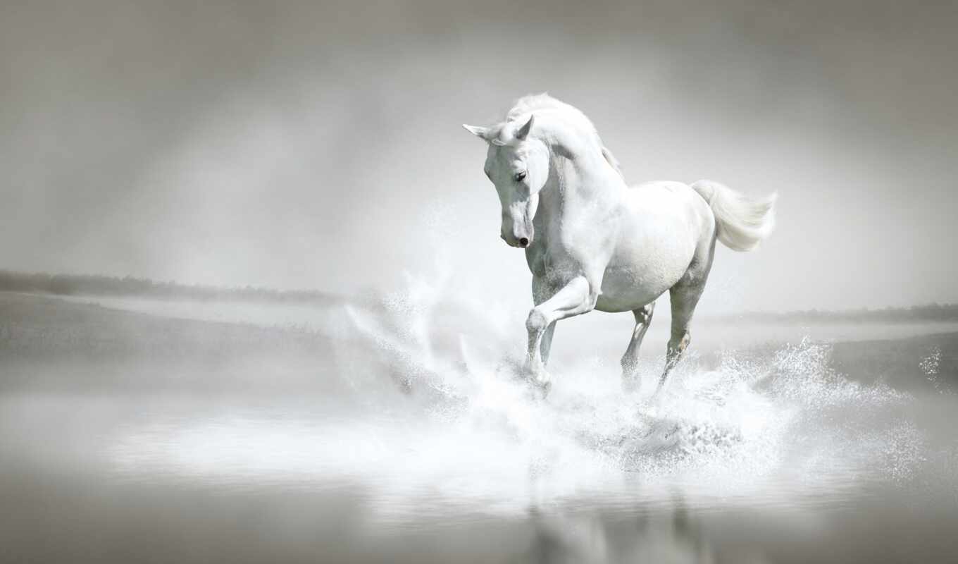white, лошадь, вода, берег, брызги, река, бег
