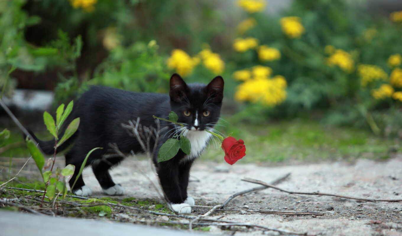 цветок, хищник, котенок, домашний коротковолосый кот, черная кошка