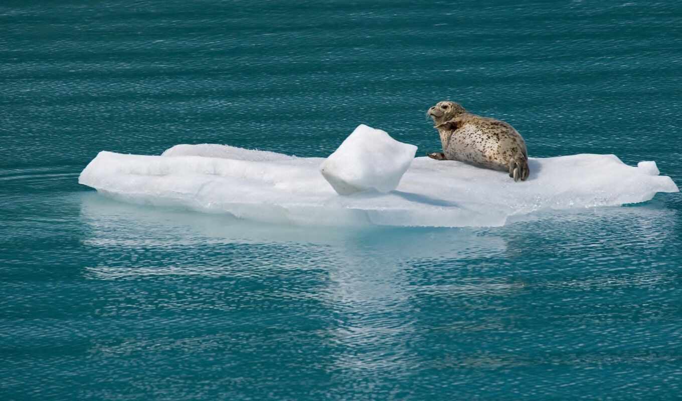 ice, seal, bear, marine, An, fur, arctic, a mammal, ledina
