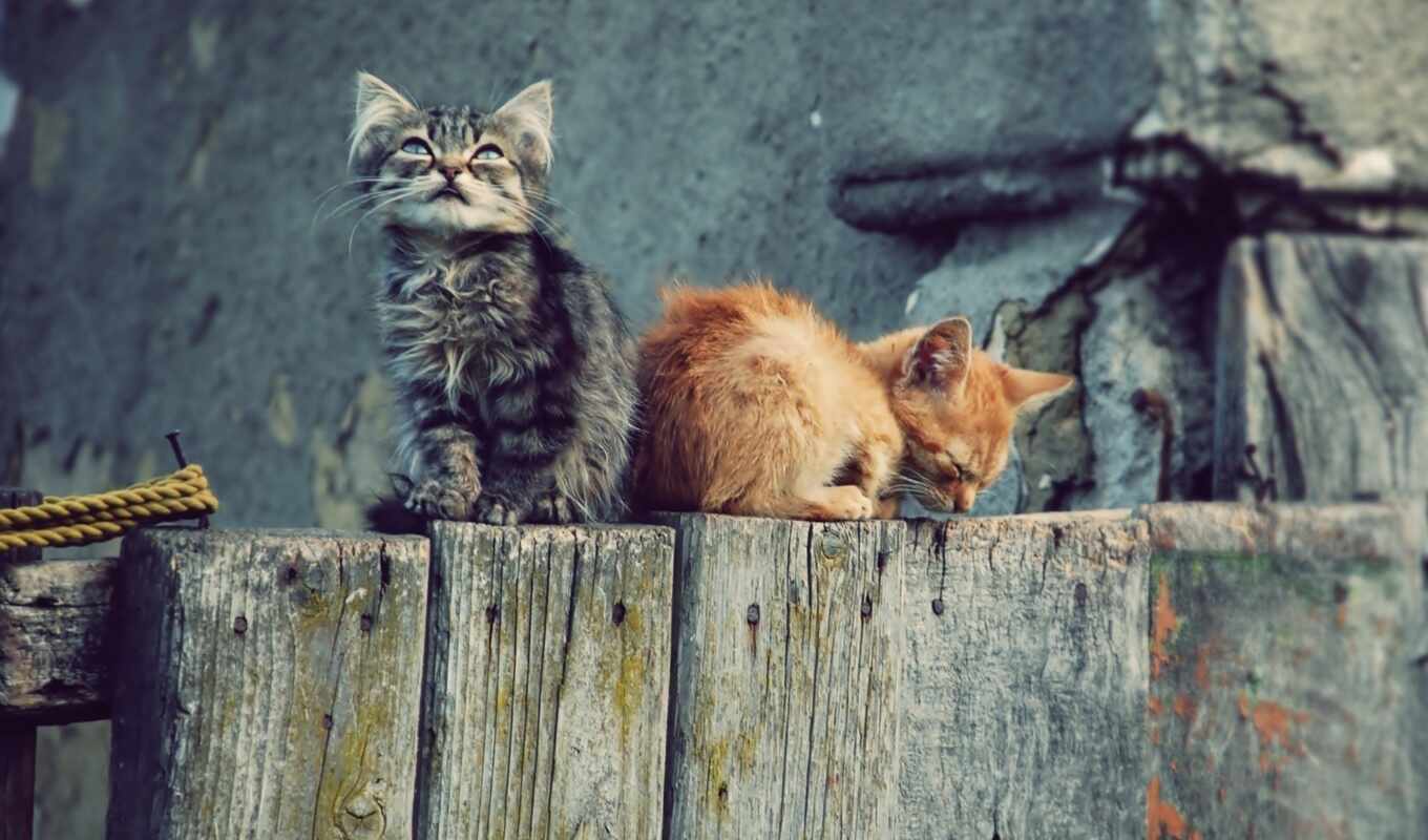 кот, little, котенок, animal, два, забор