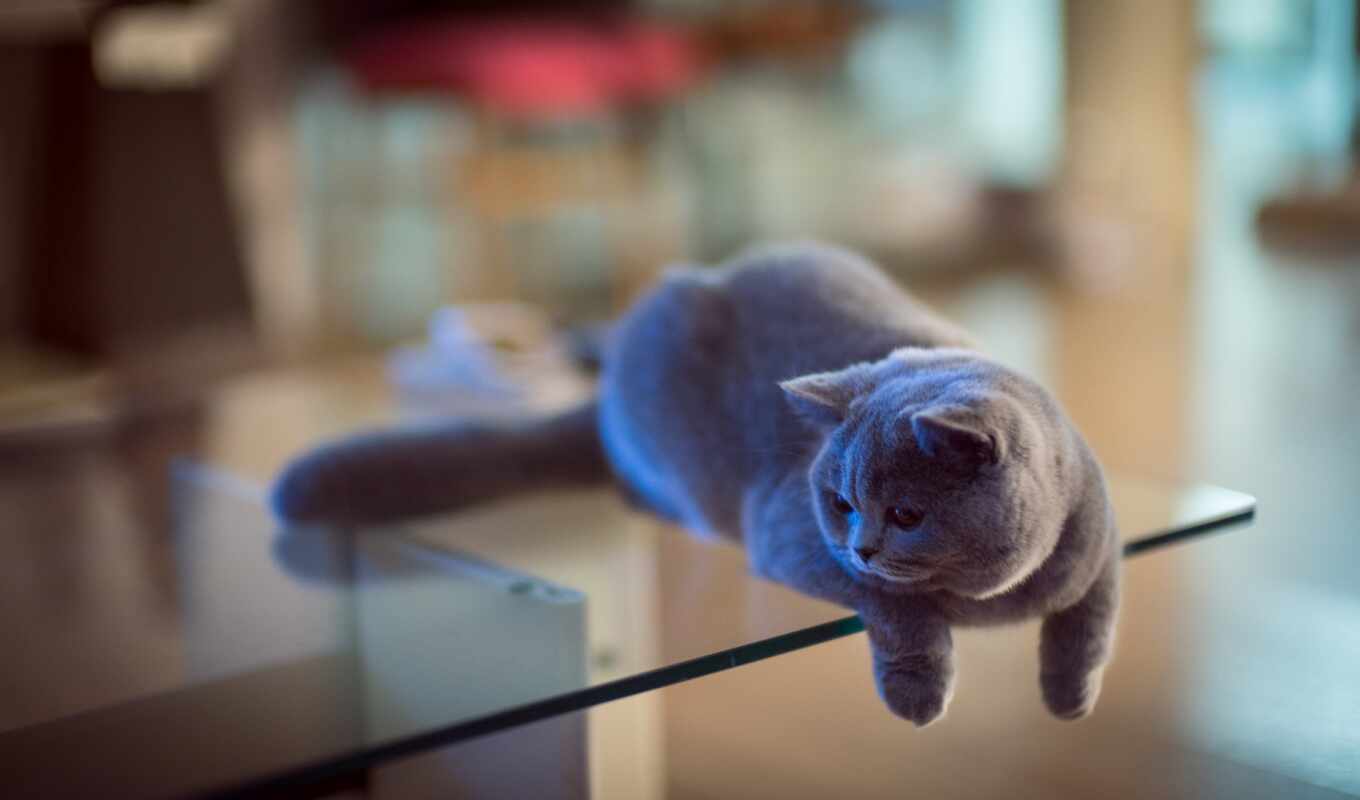 glass, cat, table