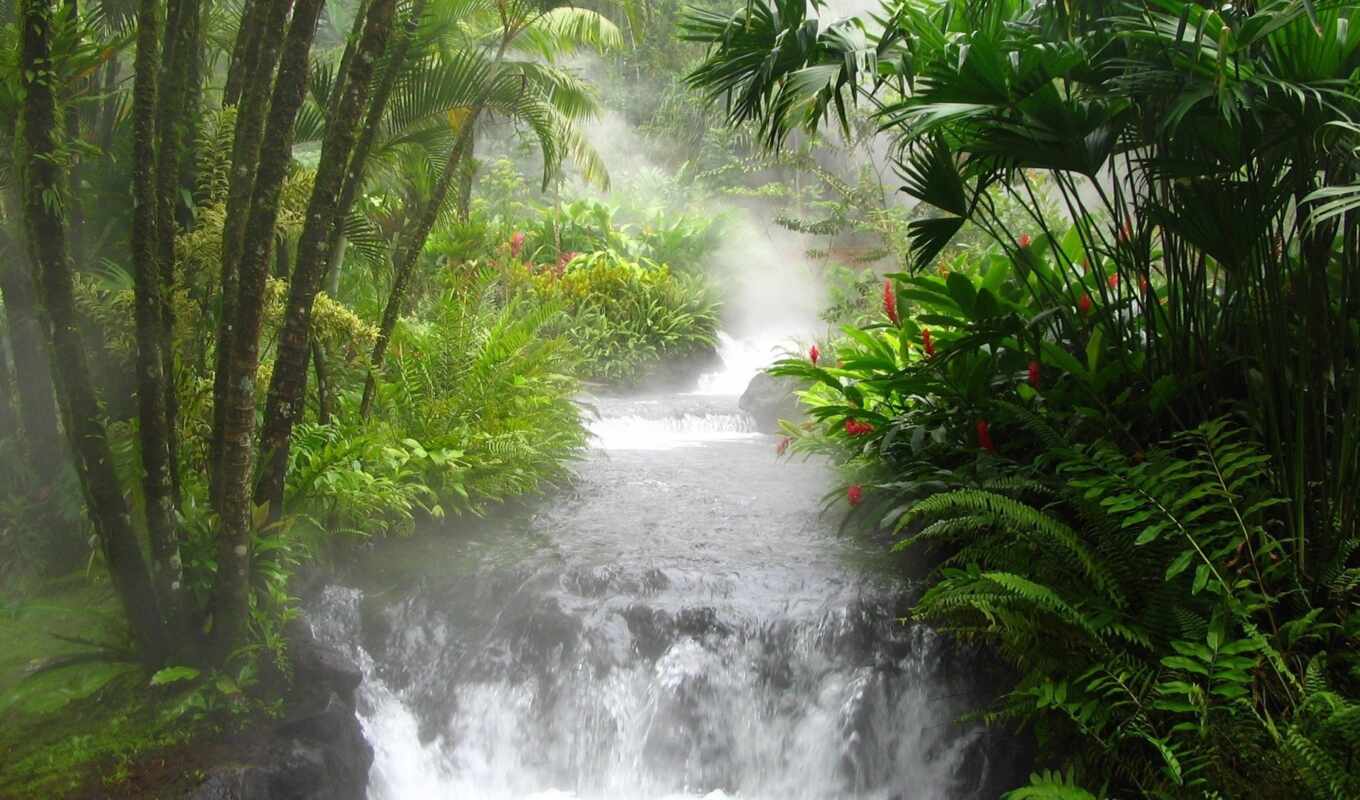 nature, jungle, tree, water, landscape, mouth, river, waterfall, tropical, creek, fore