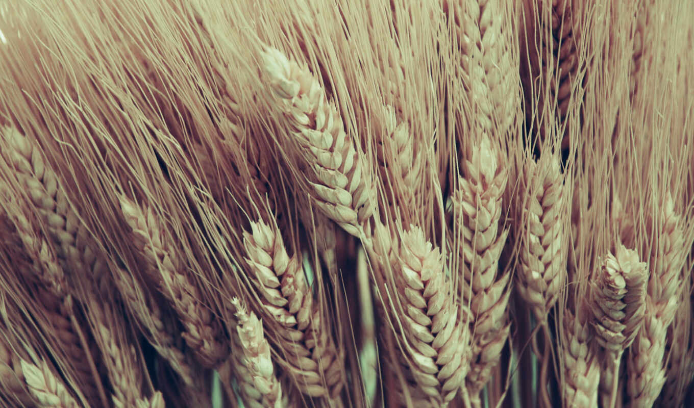 nature, earrings, wheat, ears of corn, margin, snow
