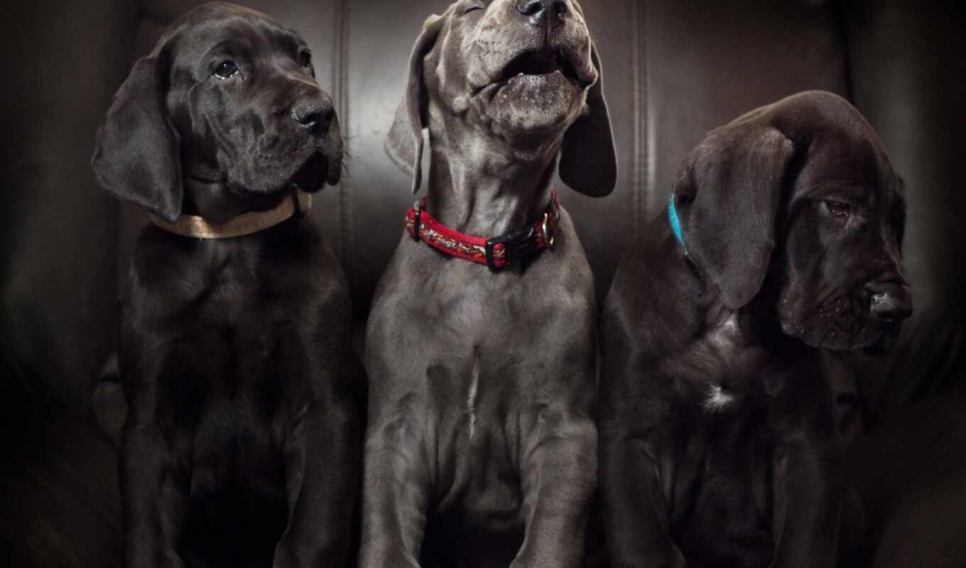 dog, puppy, breed, mastiff