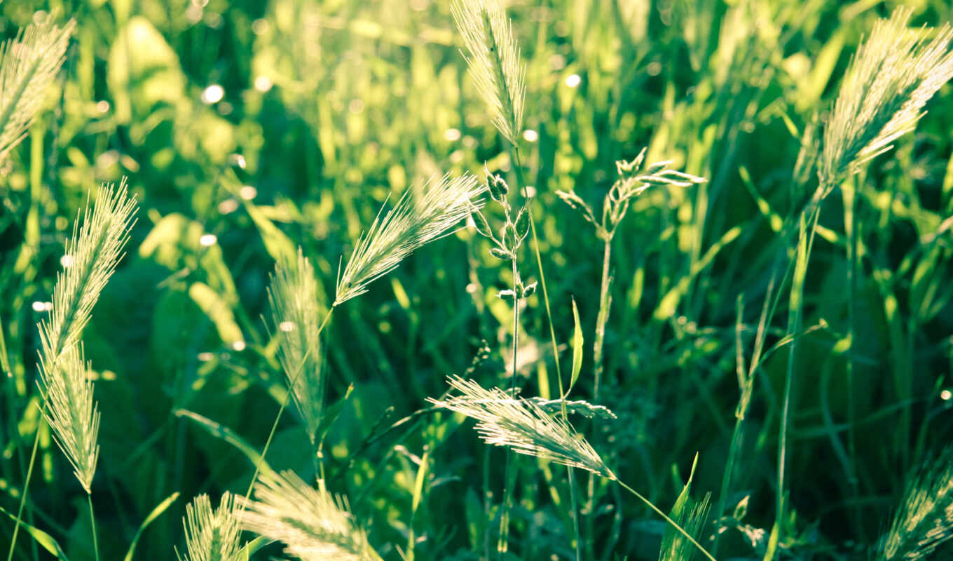 природа, трава, поле, серьги, колосок, пшеница, makryi