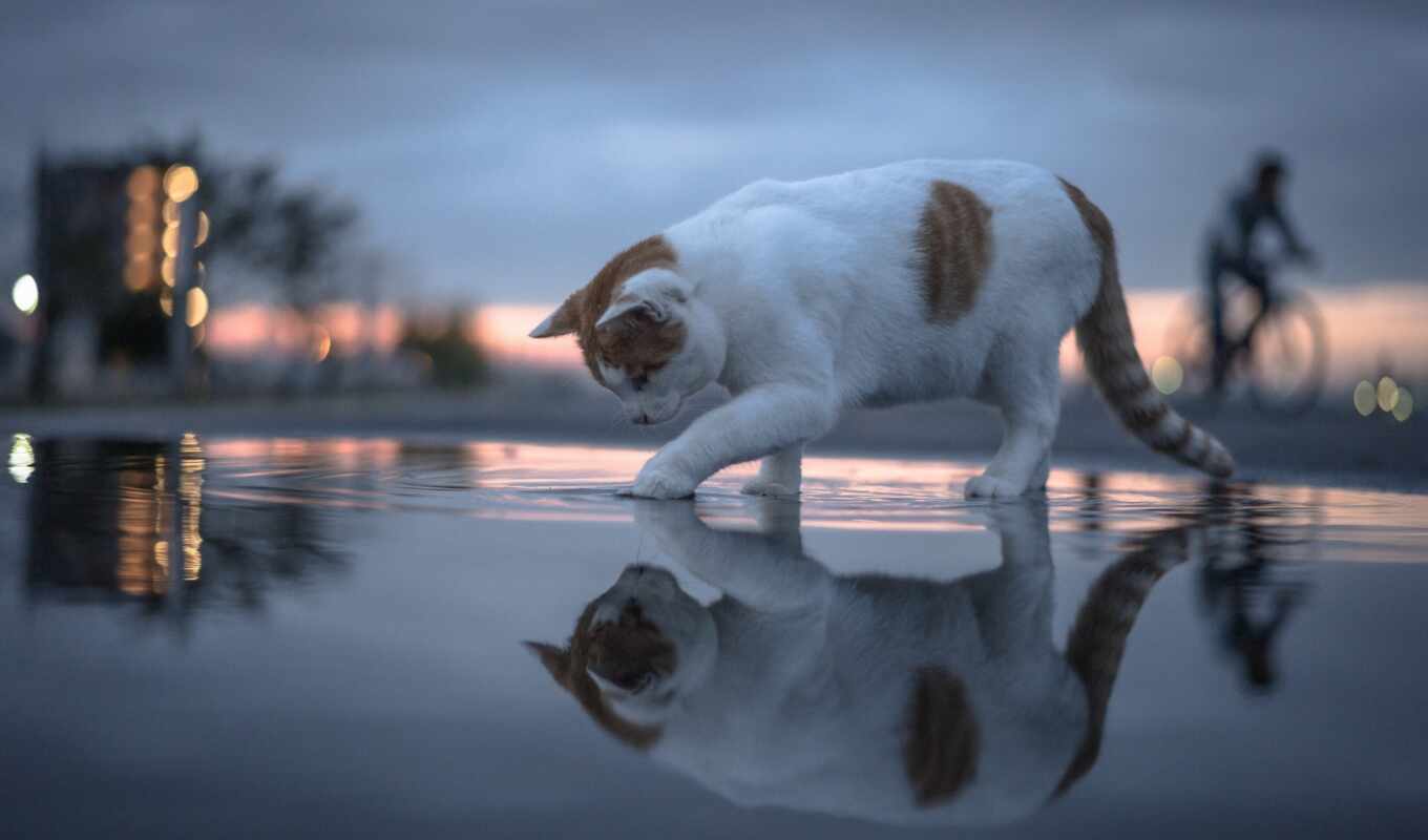 water, кот, лужа, отражение