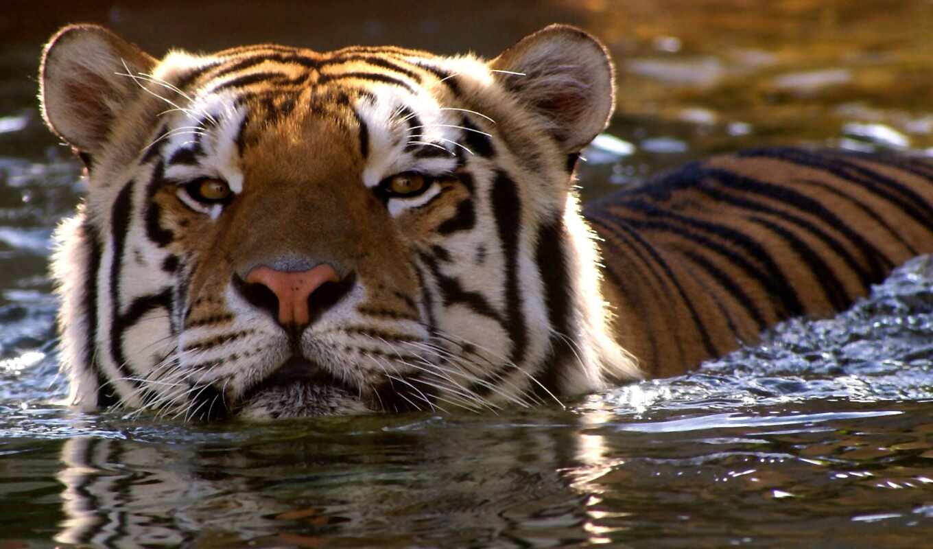 water, eyes, cat, zoo, tiger, rare