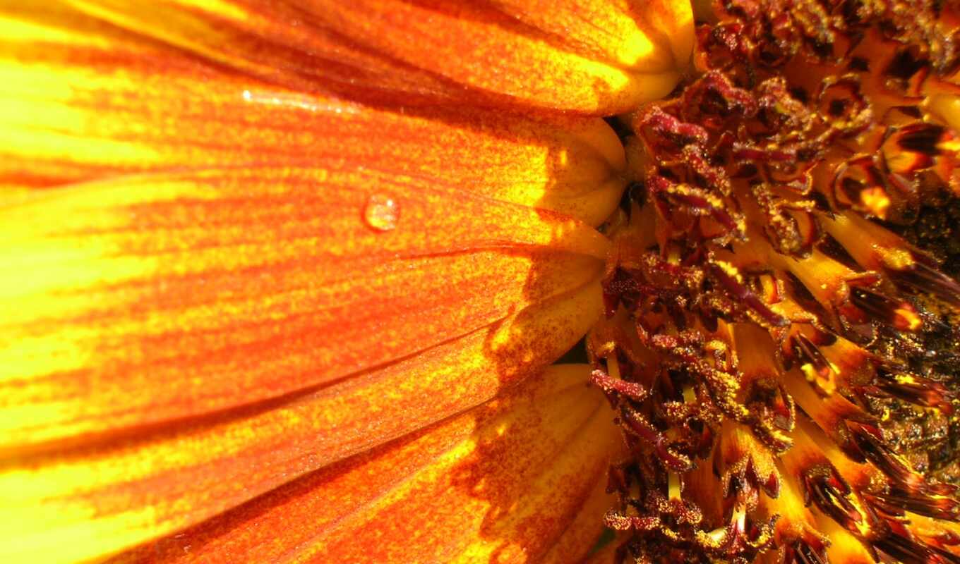 flowers, telephone, sunflower, petal, plant, yellow, daisy, flora, rare, Shamir