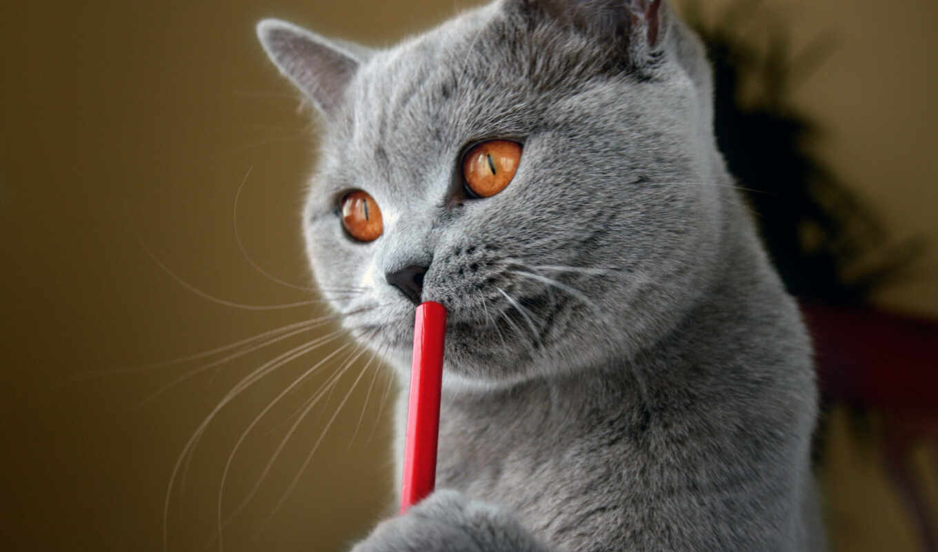 серый, кот, funny, similar, британский, писатель, раздумывает, делах