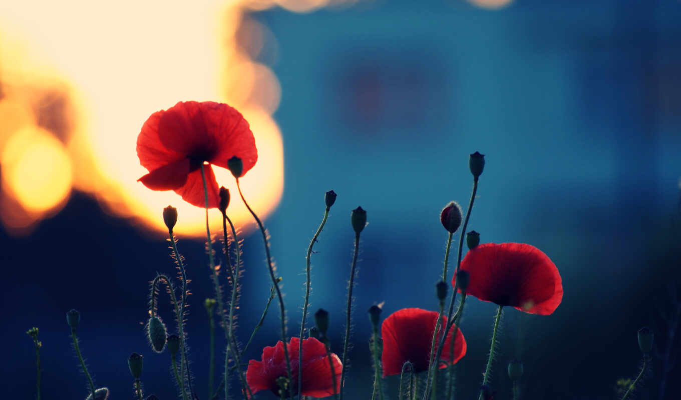added, poppies, nature, cvety, pole, by the user, category, images