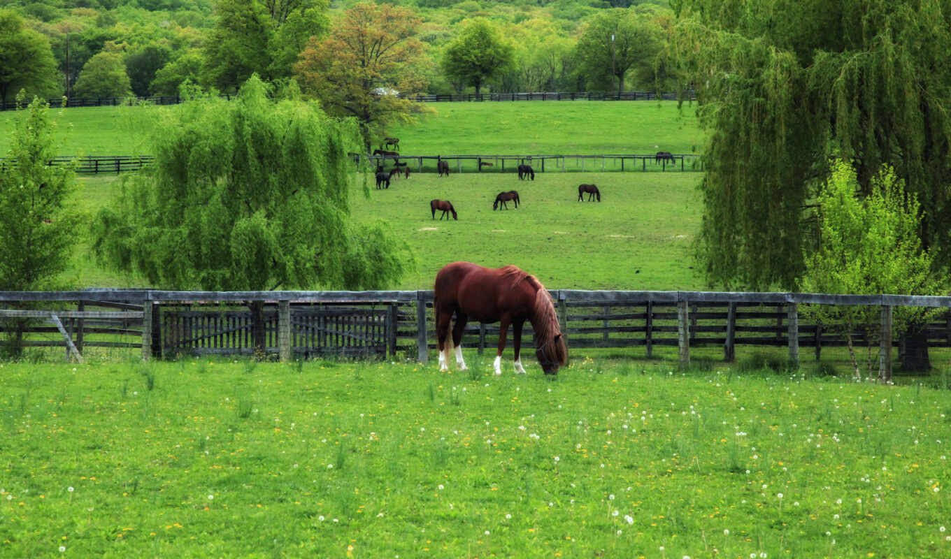 grass, horses, dandelions, spring, pasture, evil