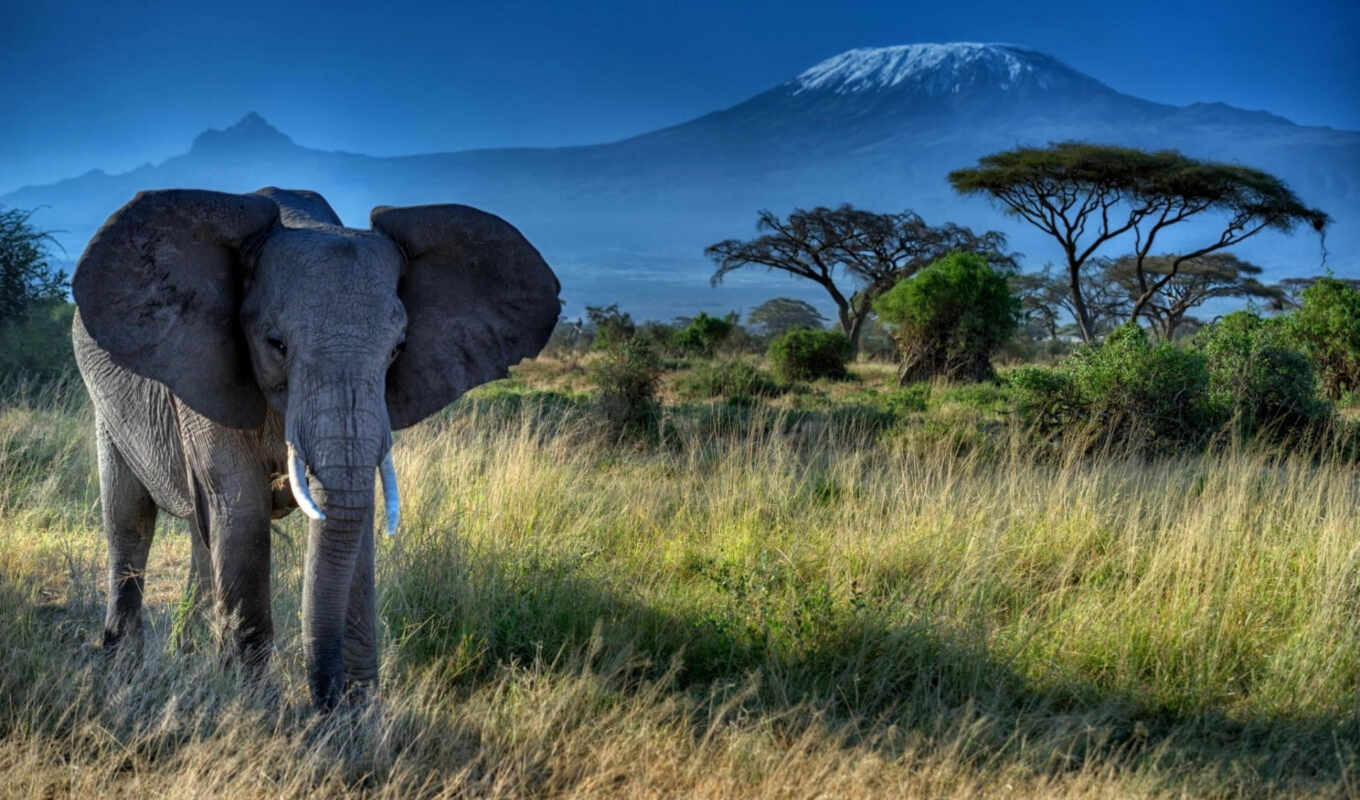 nature, collection, elephants, elephant, the trunk, Africa, zhivotnye, biv