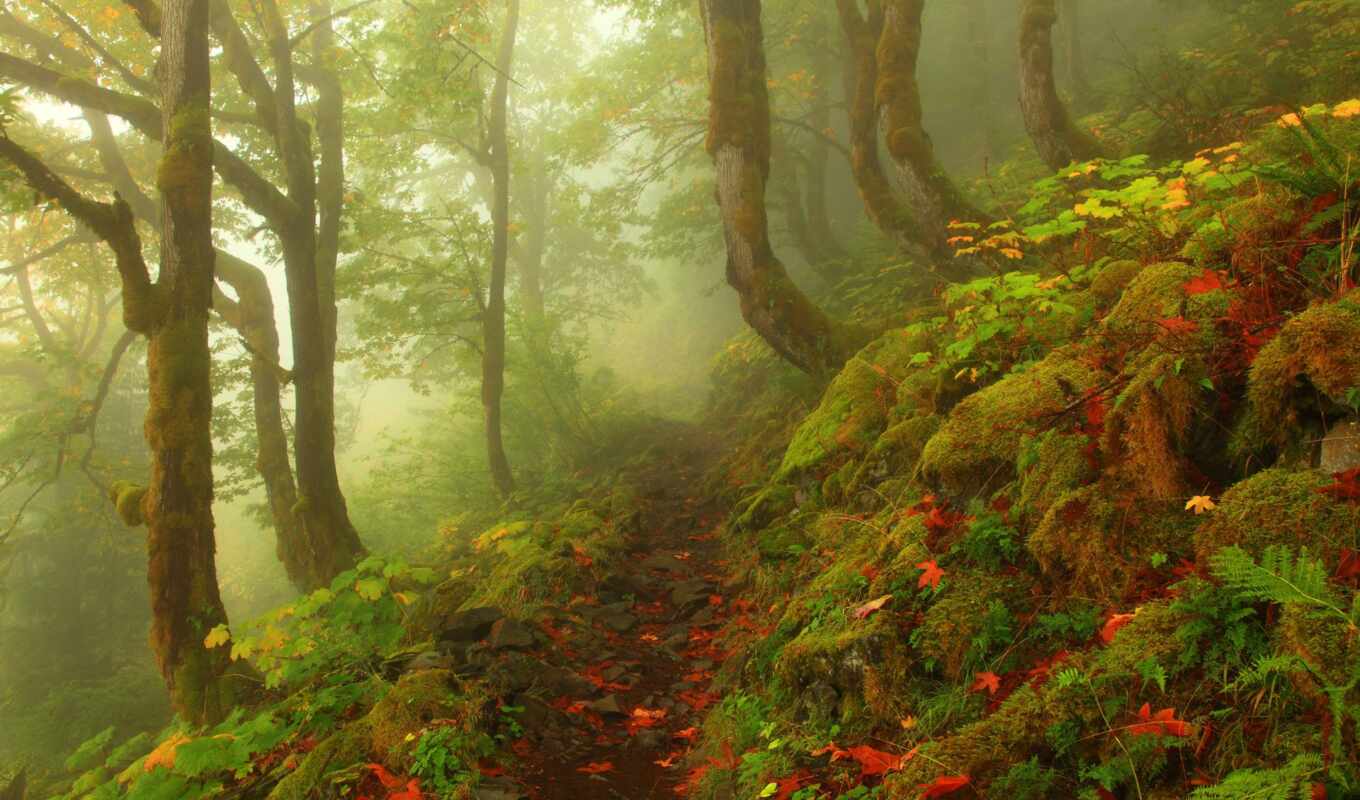 pictures, лес, landscape, красавица, осень, photography, pinterest, mist, foggy