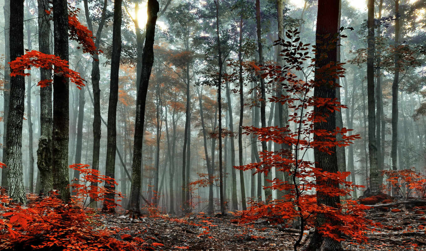 природа, лес, осень, утро, trees, туман