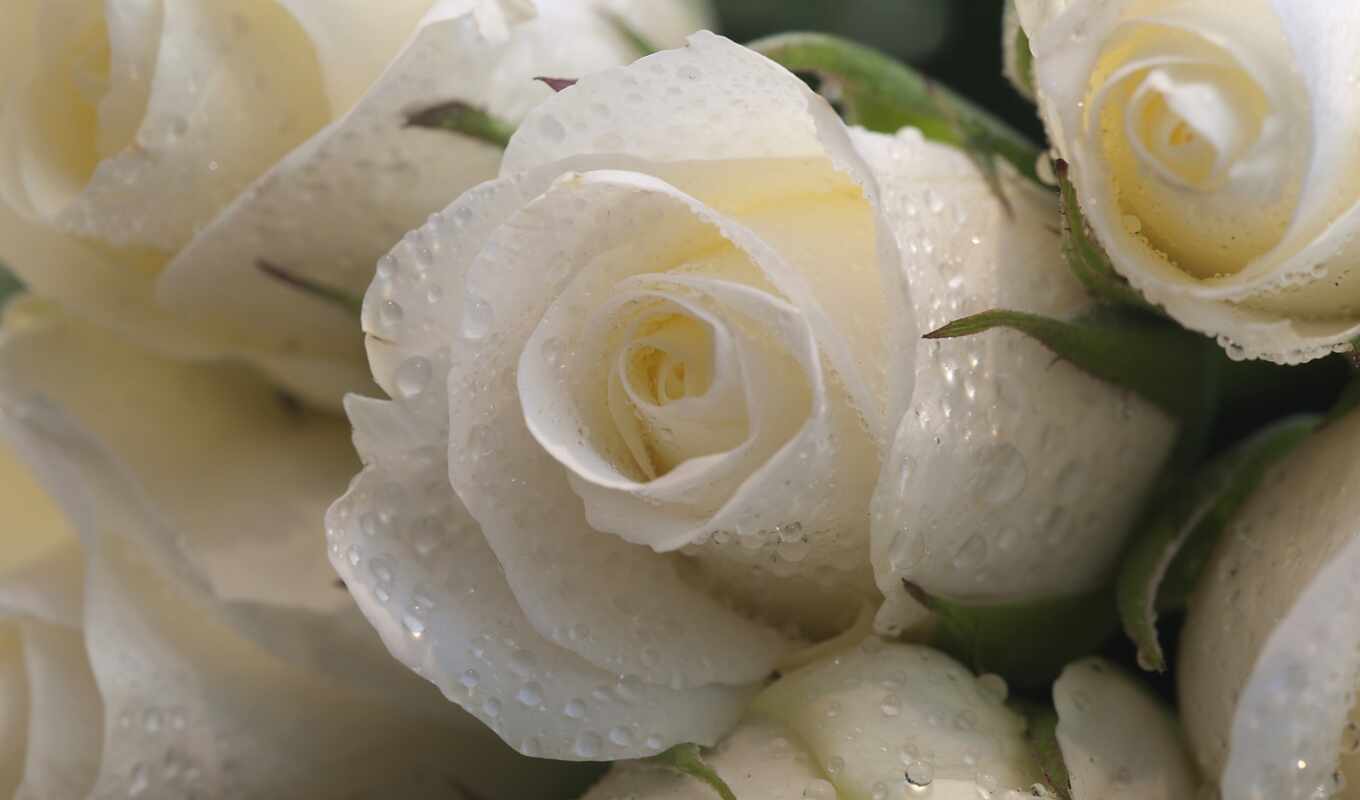 белые, капли, розы