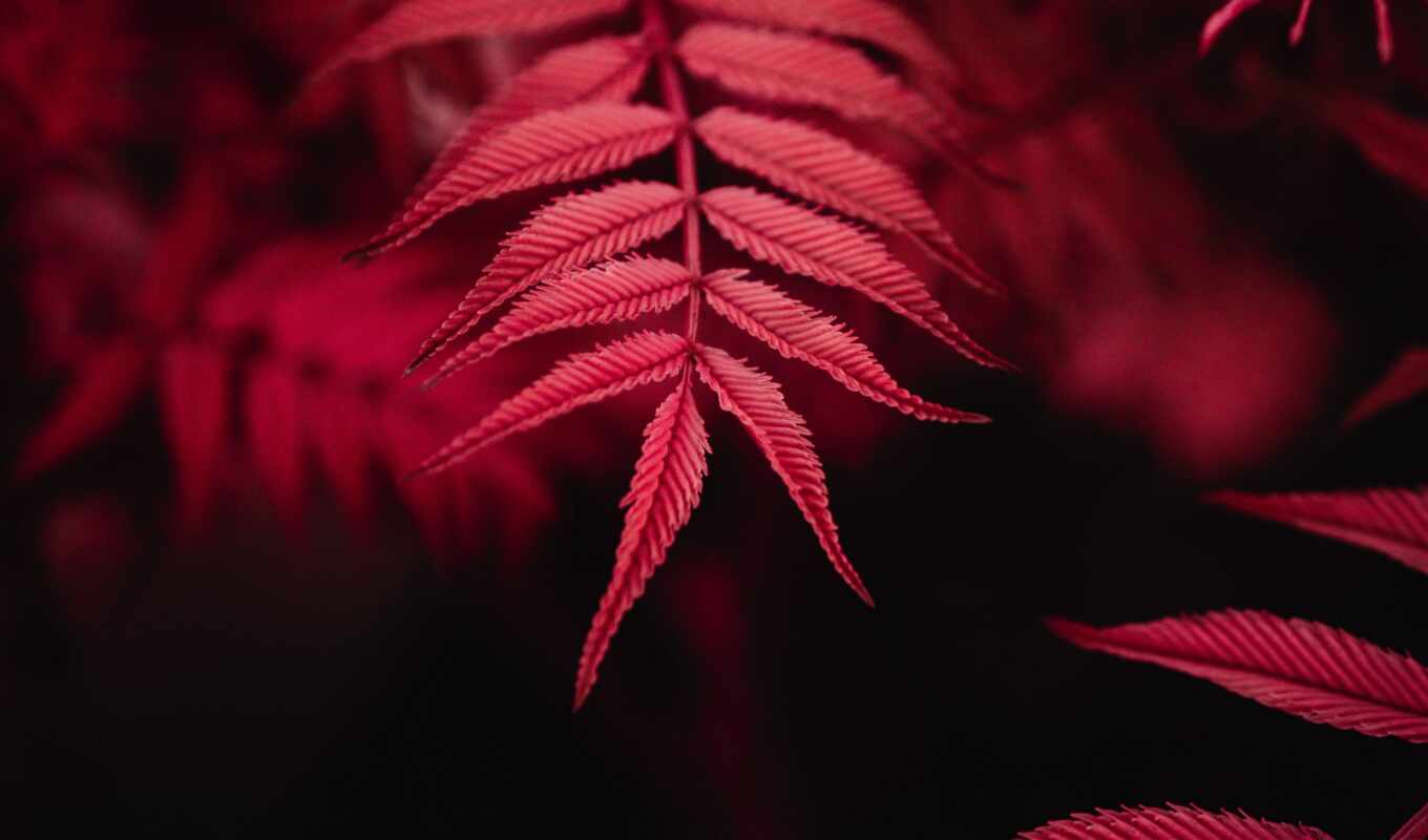 природа, art, телефон, mobile, iphone, взгляд, red, качество, растение, leaf, sauerbeck