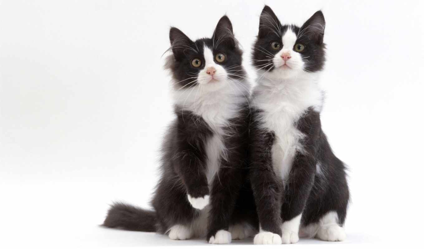 black, white, пара, кот, one, котенок, wit, sit, siberian, kuce