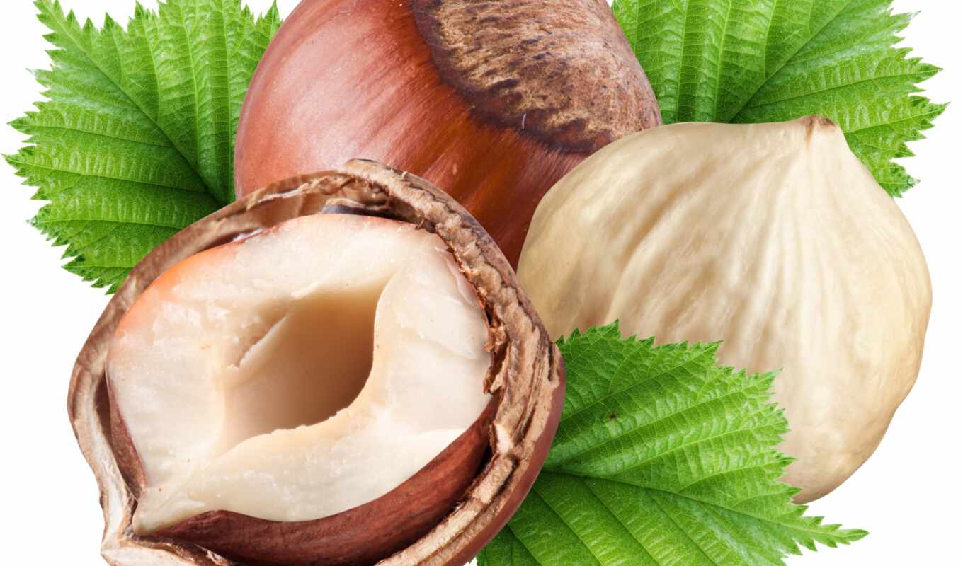 white, shell, leaf, transparent, hazelnuts, nut, hazelnut