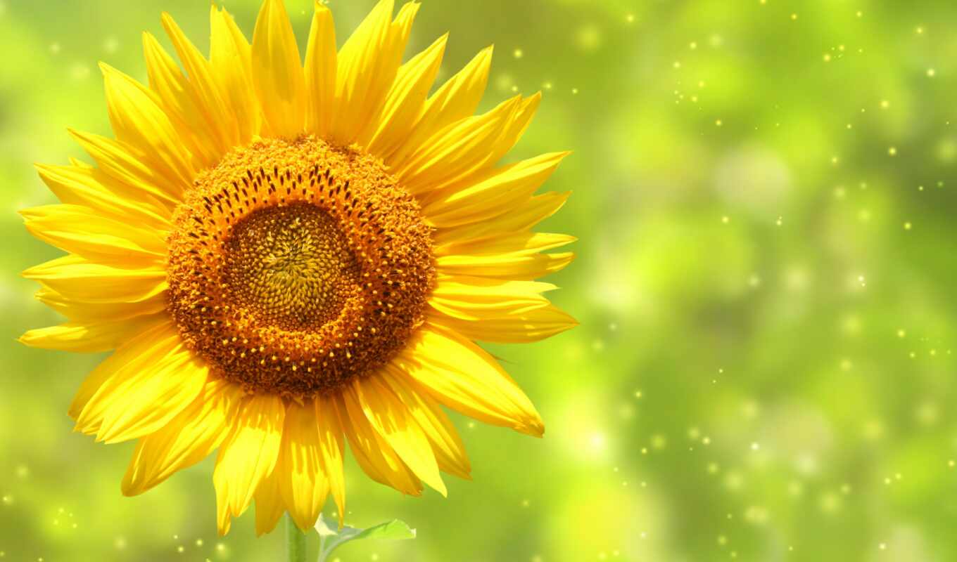 sky, sunflower, high, bokeh, sunflowers, stem, cvety, petals