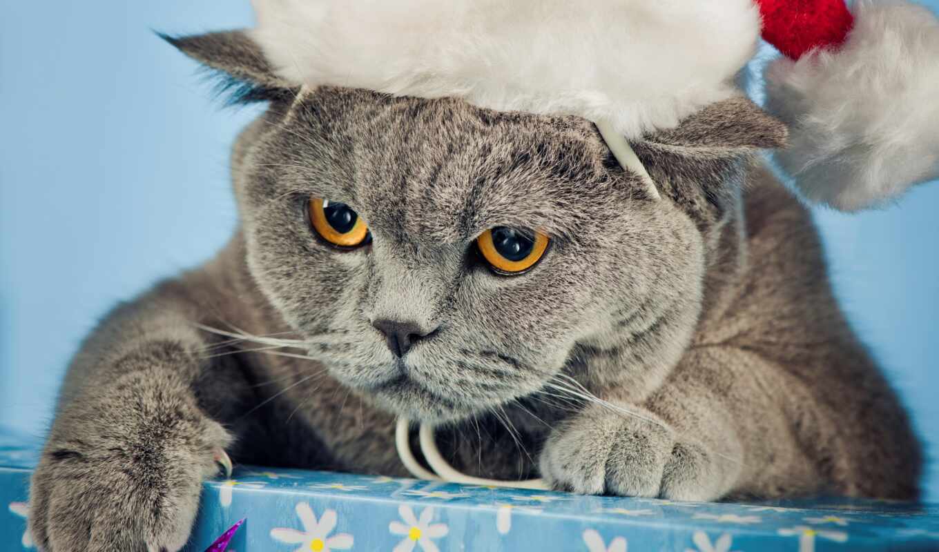 серый, кот, морда, box, новогодняя, шапка, кота, angry, британец, новый год