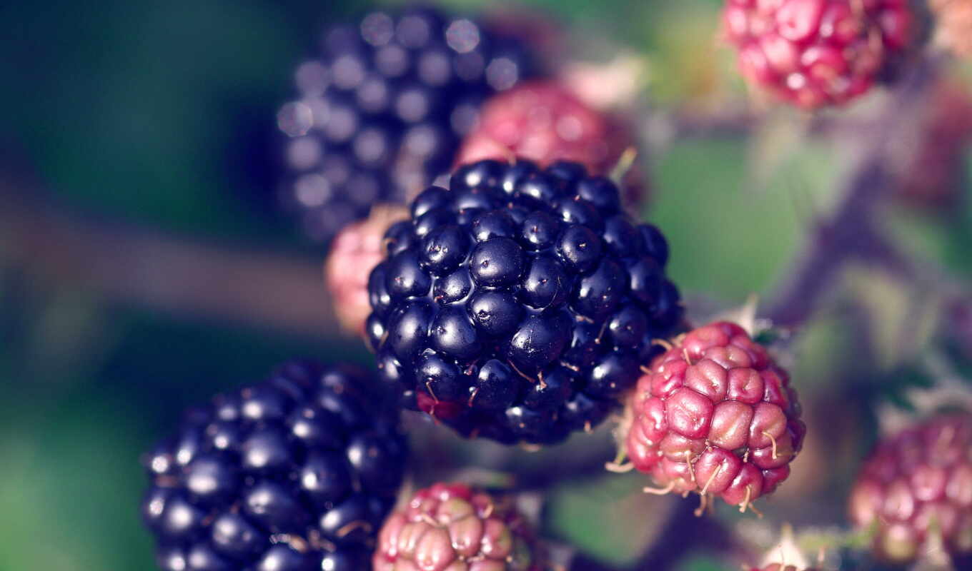 макро, blackberry, черника, фрукты, ягоды