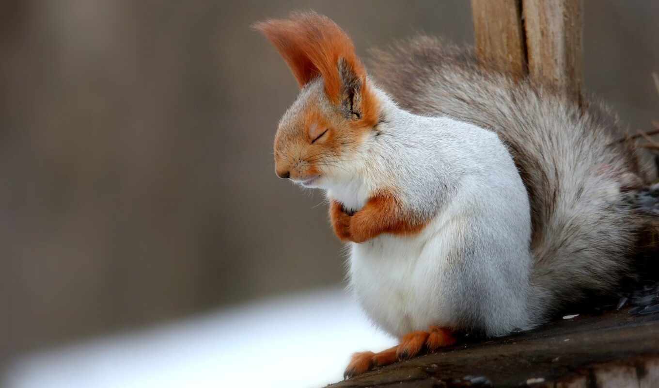 winter, squirrels, branch, sleep, animal, tail, fluffy, protein, shirokoformatnyi