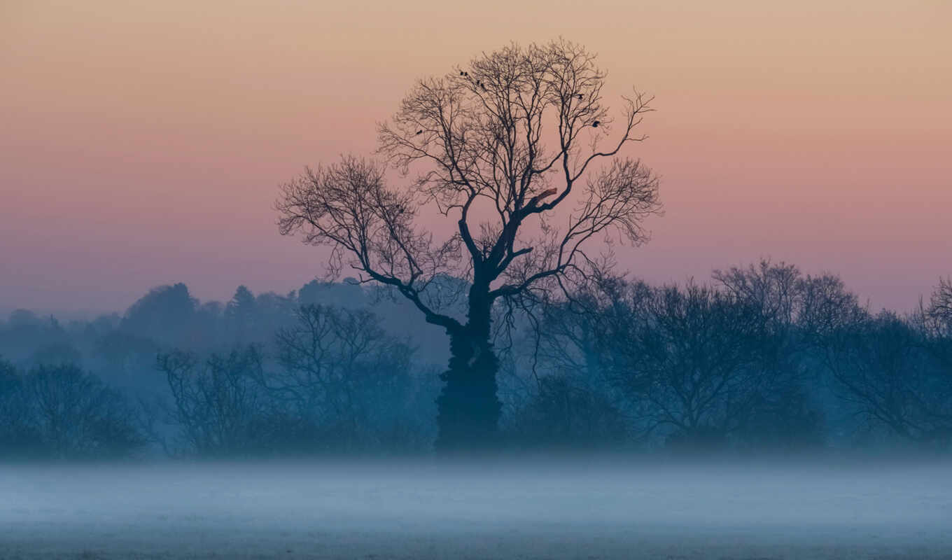 tree, sunrise, fog, fore
