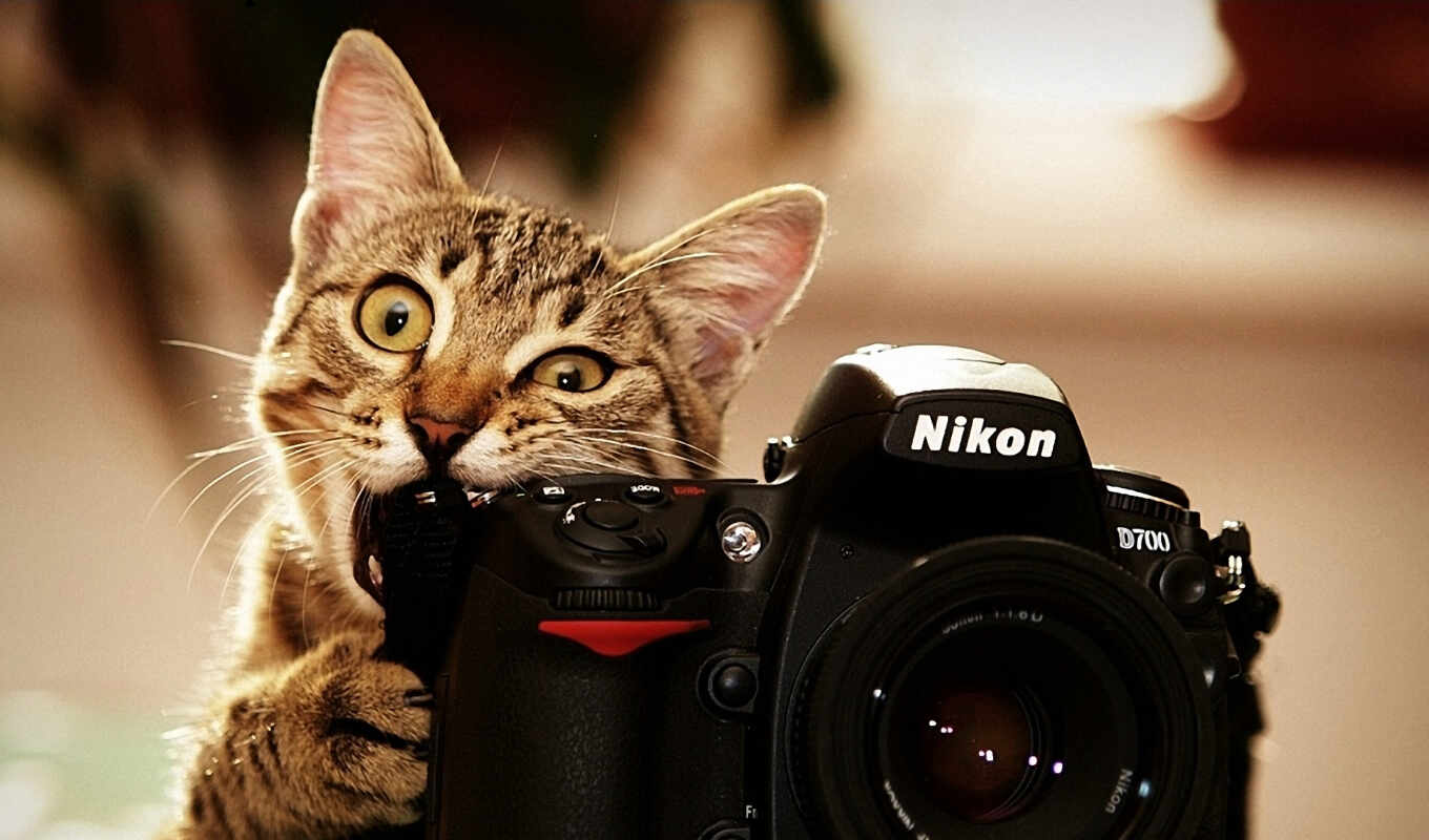 photo camera, nikon, cat, bite