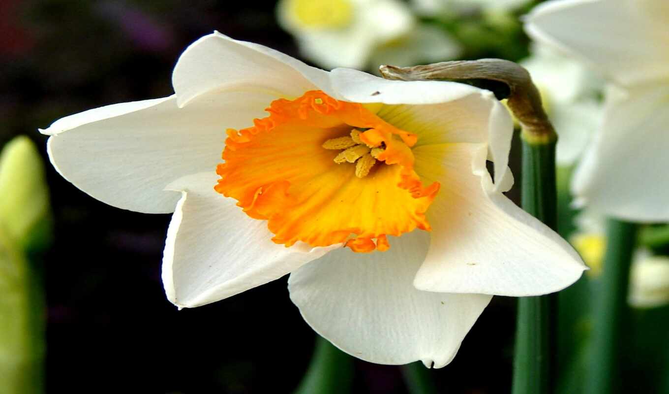 daffodil, peakpxpage, стокпорт