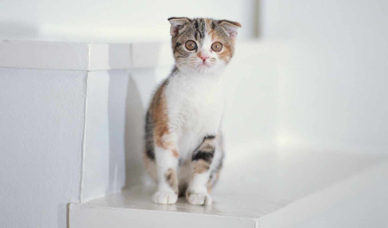 hat, white, eyes, kitty, fluffy