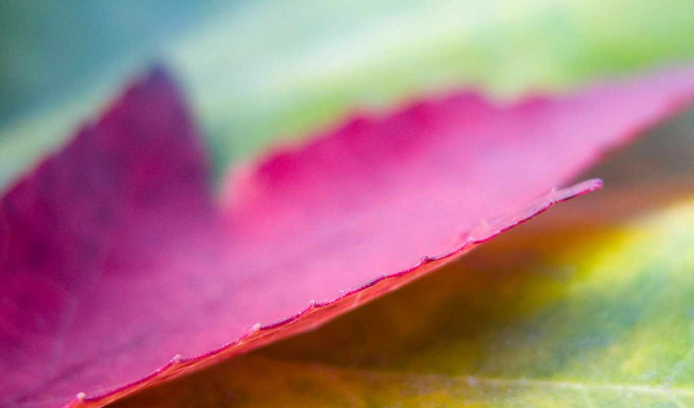 iphone, macro, background, photos, screen, with, fund, pink, sheet, image