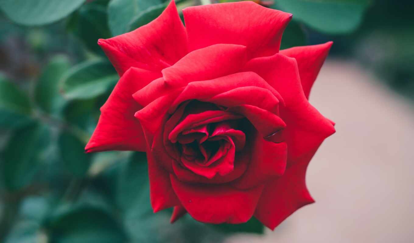 роза, you, love, free, red, garden, roses, rosas, vermelhas