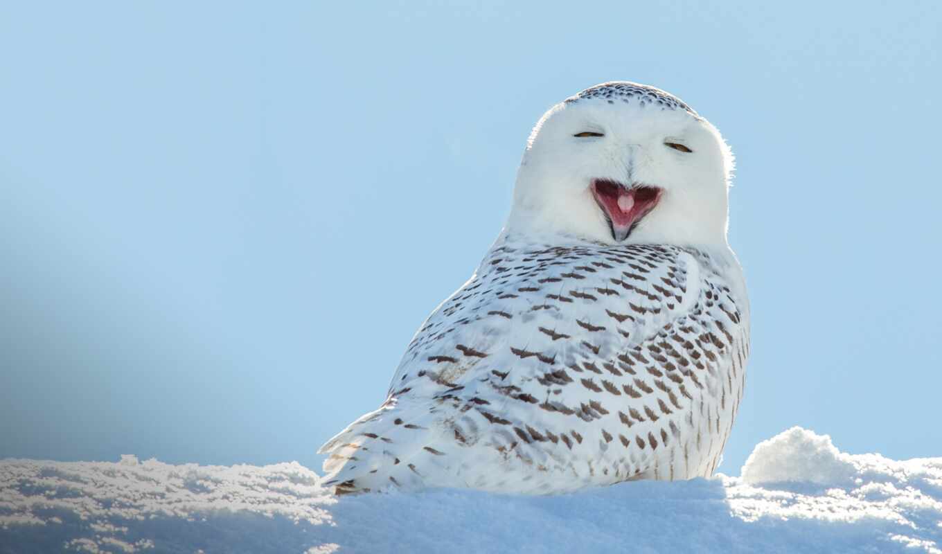 sky, snow, bird, winter, beak, stylus, wing, a bird of prey, white owl, falconlike