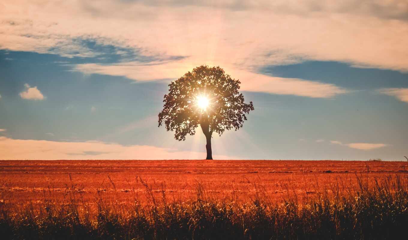 sun, дерево, ray