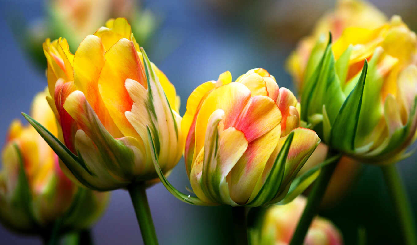 цветы, flowers, весна, tulips, тюльпан
