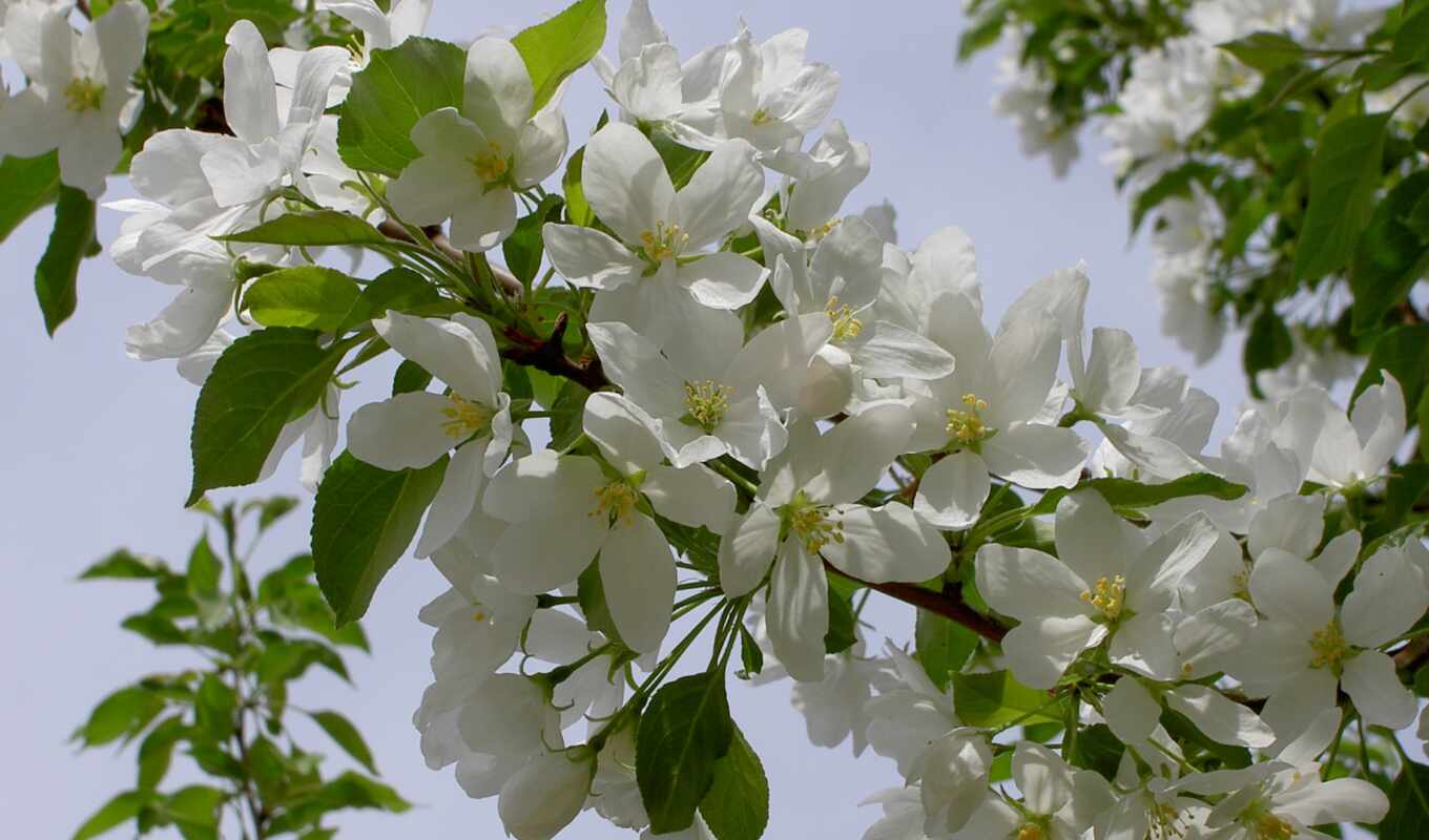 nature, color, spring, blossom, cvety, blooms, blooming, apple trees, bushes