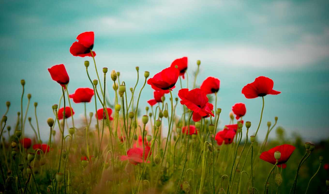 nature, sky, Red, red, grass, field, cvety, poppies