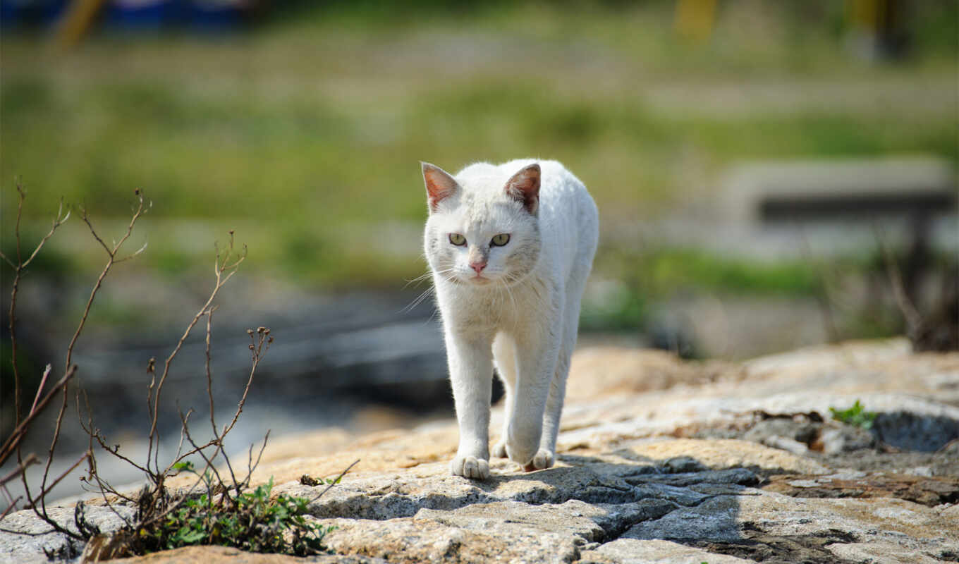 head, with, white, cat, años, hayes, publicado, gatos