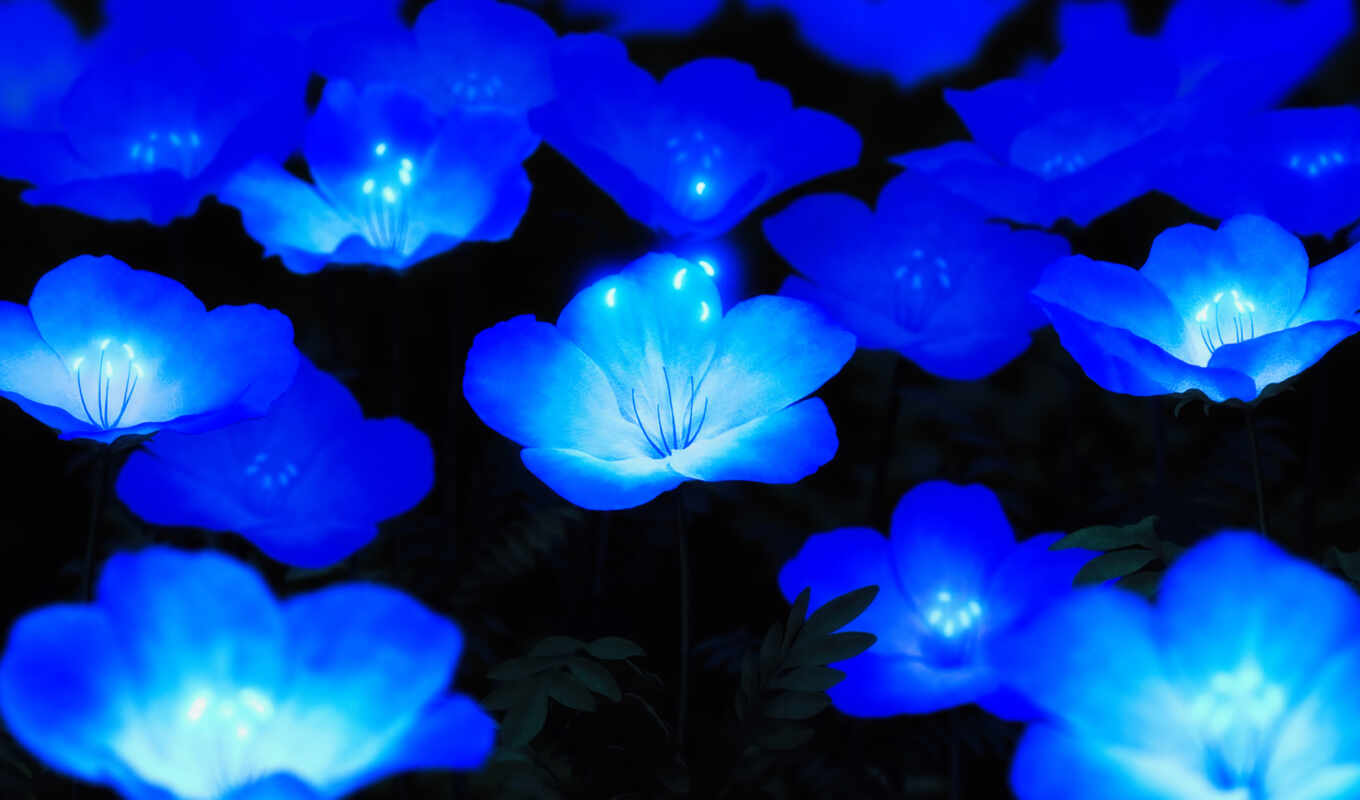 цветы, blue, любой, который, bloom, cvety