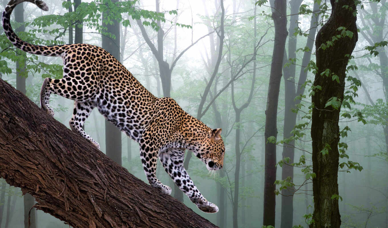 tree, cat, leopard, predator, wild, animal, cheetah, ground, feline, afrik
