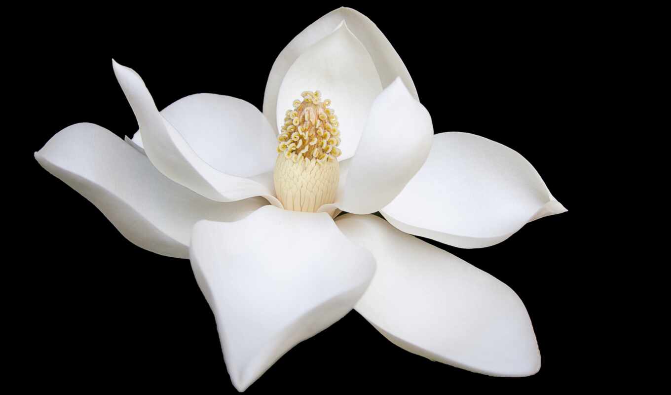 фото, art, black, цветы, стена, white, чистота, canvas, magnolia
