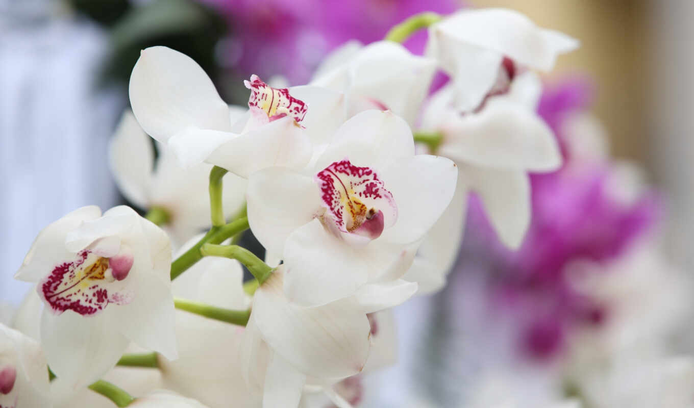цветы, white, pantalla, цветение, свеча, орхидея, bloom, бланки, orquídea