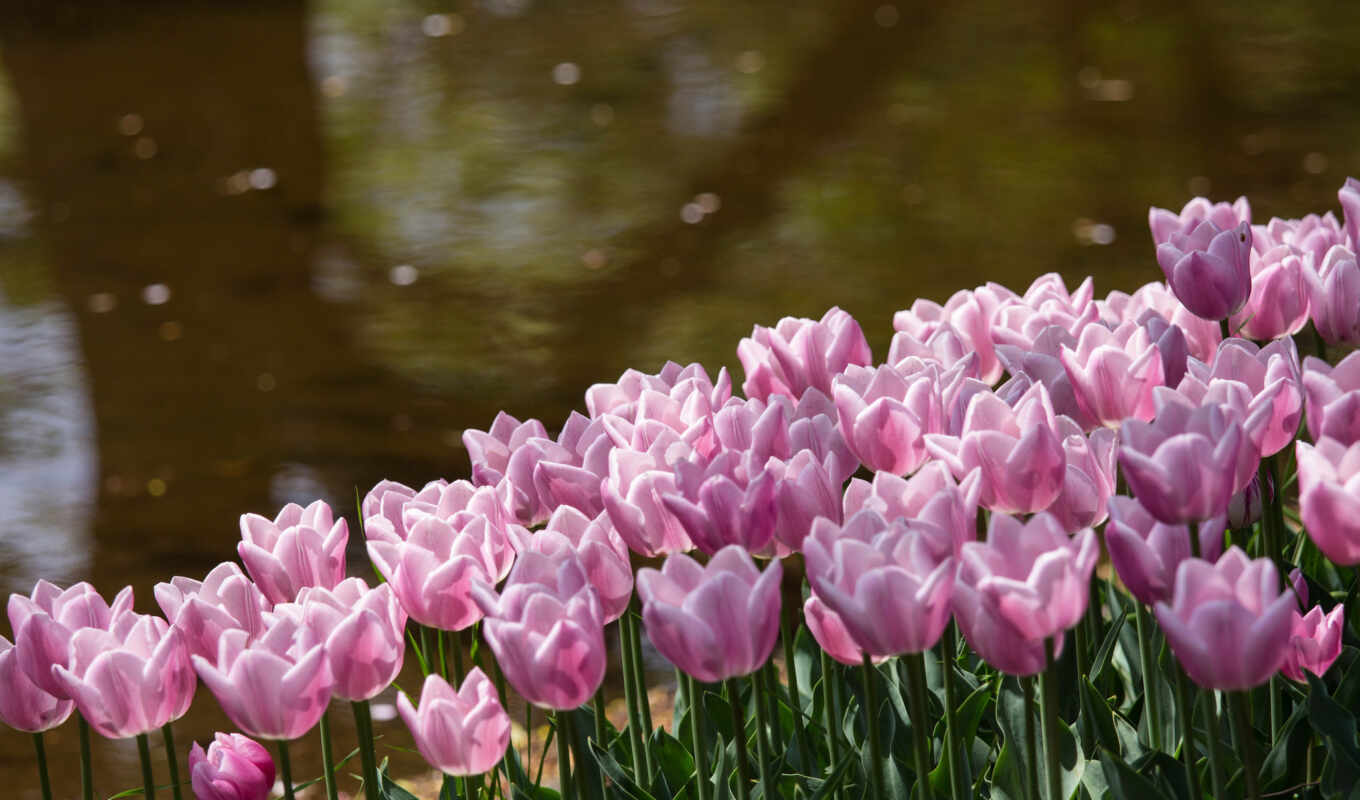 flowers, pink, river, bloom, tulip