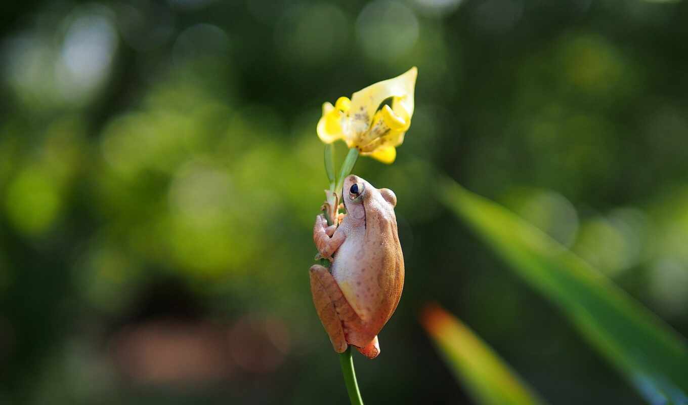 flowers, frog